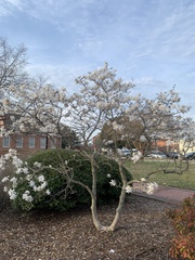 Magnolia