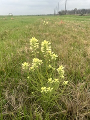 Castilleja indivisa