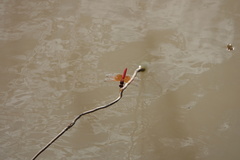 Brachythemis lacustris