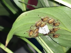 Antiteuchus sepulcralis