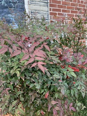 Nandina domestica