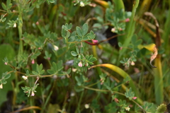 Acmispon parviflorus