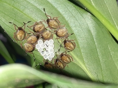 Antiteuchus sepulcralis