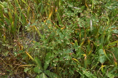 Acmispon parviflorus