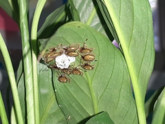 Antiteuchus sepulcralis