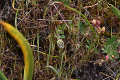 Trifolium microdon