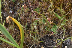 Trifolium microdon