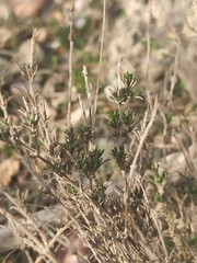 Thymus zygis