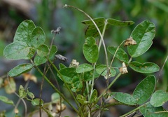 Bituminaria bituminosa