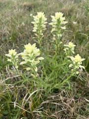 Castilleja indivisa