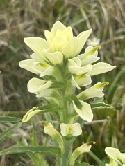 Castilleja indivisa