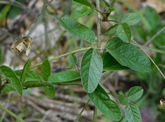 Bituminaria bituminosa