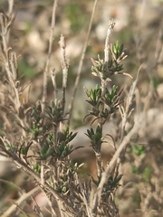 Thymus zygis