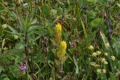 Castilleja levisecta