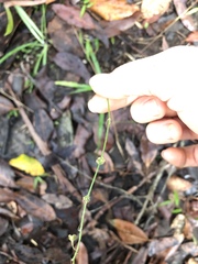 Arthropodium milleflorum