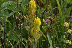 Castilleja levisecta