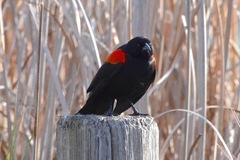 Agelaius phoeniceus californicus