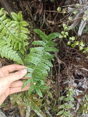 Cranfillia deltoides