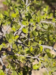 Condalia hookeri