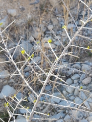 Condalia hookeri