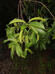 Cordiera sessilis