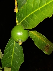 Cordiera sessilis