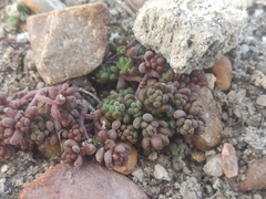 Sedum gypsicola