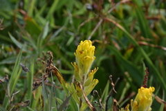 Castilleja levisecta
