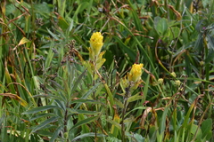 Castilleja levisecta