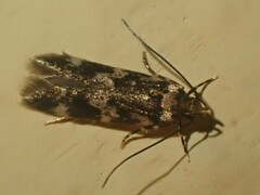 Oegoconia deauratella
