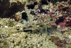 Fusigobius