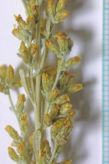 Artemisia nova