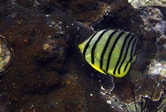 Chaetodon octofasciatus