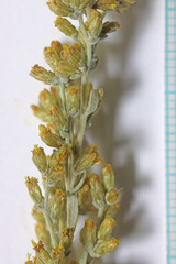 Artemisia nova