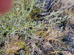 Atriplex canescens canescens