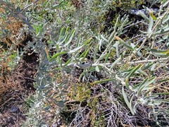 Atriplex canescens canescens