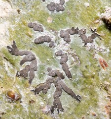 Leiorreuma explicans