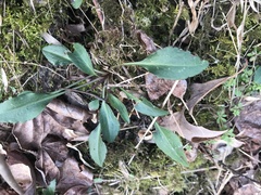 Micranthes virginiensis