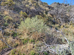 Atriplex canescens canescens