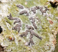 Leiorreuma explicans