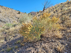 Atriplex canescens canescens