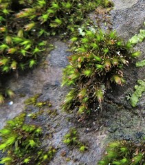 Schistidium apocarpum