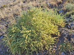 Atriplex canescens canescens