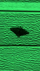 Biston betularia