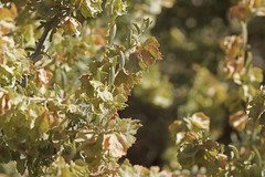 Atriplex canescens canescens