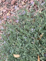 Astragalus nuttallianus