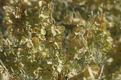 Atriplex canescens canescens