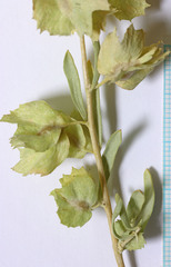 Atriplex canescens canescens