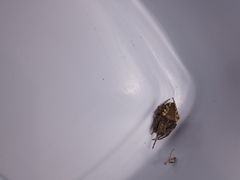 Parawixia