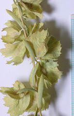 Atriplex canescens canescens